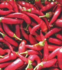 Paprika Kora Zel - Capsicum annuum - prodej semen - 40 ks