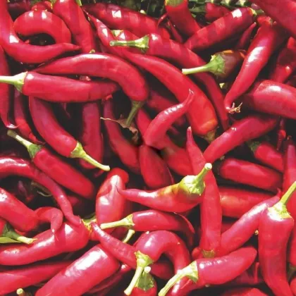 Paprika Kora Zel - Capsicum annuum - prodej semen - 40 ks