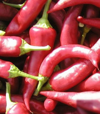 Paprika Žitava - Capsicum annuum - prodej semen - 30 ks