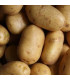 BIO sadbové brambory Bellinda - Solanum tuberosum - prodej bio sadby - 10 ks