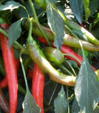 Paprika Pálivec - Capsicum annuum - prodej semen - 20 ks