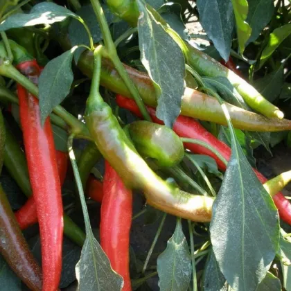 Paprika Pálivec - Capsicum annuum - prodej semen - 20 ks