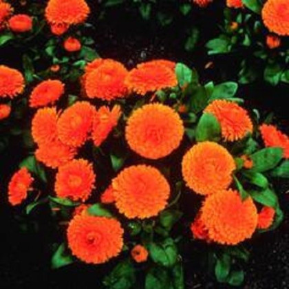 Měsíček lékařský Bon Bon oranžový - Calendula officinalis - prodej semen - 20 ks