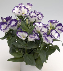 Eustoma Blue Rim F1 - Eustoma grandiflorum - prodej semen - 12 ks