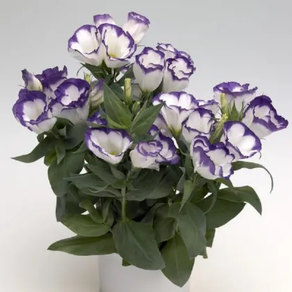 Eustoma Blue Rim F1 - Eustoma grandiflorum - prodej semen - 12 ks