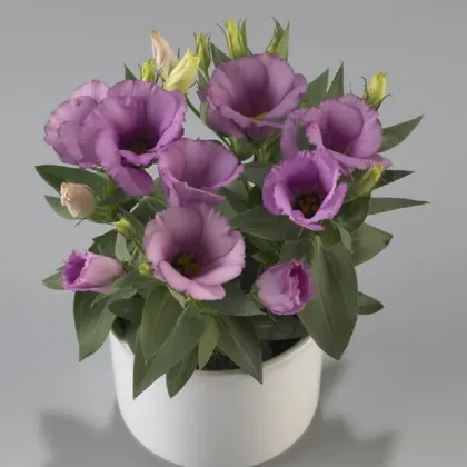 Eustoma Lilac F1 - Eustoma grandiflorum - prodej semen - 12 ks