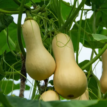 Dýně máslová Butternut - Cucurbita moschata - prodej semen - 6 ks