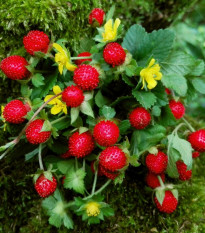 Jahodka indická Tutti Frutti - Duchesnea indica - prodej semen - 15 ks