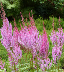 Čechrava čínská růžová - Astilbe chinensis var. pumila - prodej semen - 10 ks