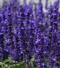 Šalvěj hajní Westfriesland - Salvia nemorosa - prodej semen - 20 ks