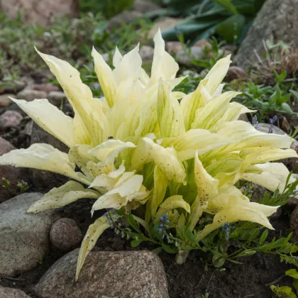 Bohyška - Hosta White Feather - prodej cibulovin - 1 ks