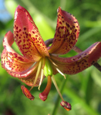 Lilie Martagon Manitoba - Lilium - prodej cibulovin - 1 ks