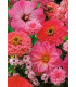 Letničky Zahradní sen v růžovém - směs - prodej semen - 0,9 g