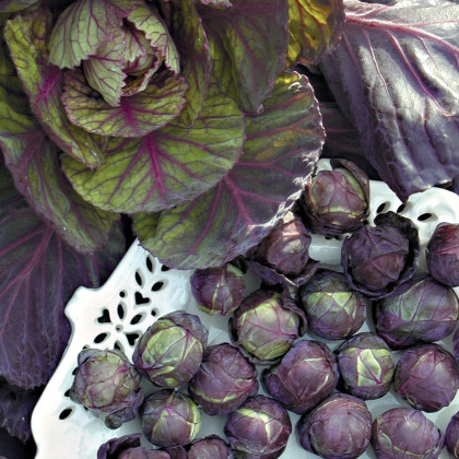 BIO Kapusta růžičková Rubine - Brassica oleracea var. gemmifera - prodej bio semen - 40 ks