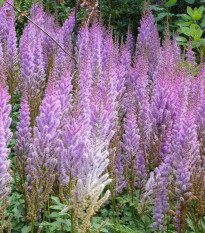 Čechrava Pumila - Astilbe - prodej cibulovin - 1 ks