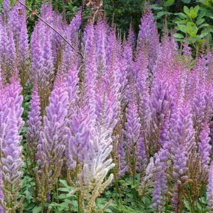 Čechrava Pumila - Astilbe - prodej cibulovin - 1 ks