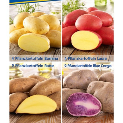 Sadbové brambory - 4 druhy - Solanum tuberosum - 12 ks