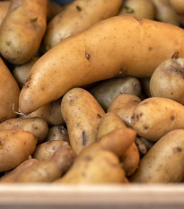 Sadbové brambory Ratte - Solanum tuberosum - 5 ks