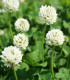 Zelené hnojení - Bílý jetel - prodej semen - 60 g