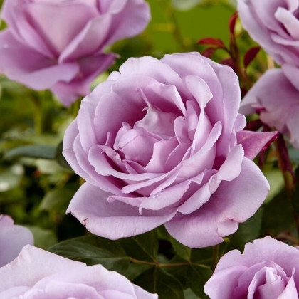 Růže velkokvětá pnoucí fialová - Rosa - prodej prostokořenných sazenic - 1 ks