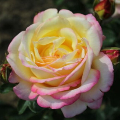 Růže velkokvětá keřová žlutorůžová - Rosa - prodej prostokořenných sazenic - 1 ks