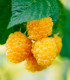 Maliník žlutý - Rubus idaeus - prodej prostokořenných sazenic - 2 ks