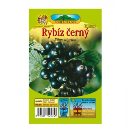 Rybíz černý - Ribes sylvestre - prodej prostokořenných sazenic - 1 ks