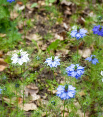 BIO Černucha damašská - Nigella damascena - prodej bio semen - 50 ks