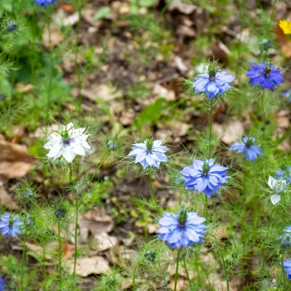 BIO Černucha damašská - Nigella damascena - prodej bio semen - 50 ks