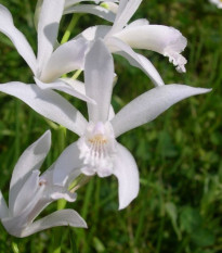 Orchidej vzpřímená bílá - Bletilla striata alba - prodej cibulovin - 1 ks