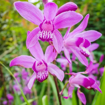 Orchidej vzpřímená růžová - Bletilla striata pink - prodej cibulovin - 1 ks