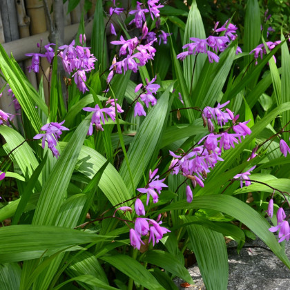 Orchidej vzpřímená růžová - Bletilla striata pink - prodej cibulovin - 1 ks
