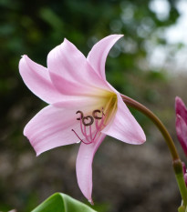 Křín Powellii růžový - Crinum Powellii rosea - prodej cibulovin - 1 ks