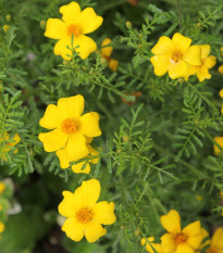 BIO Aksamitník tenkolistý Lemon Gem - Tagetes tenuifolia - prodej bio semen - 0,02 g