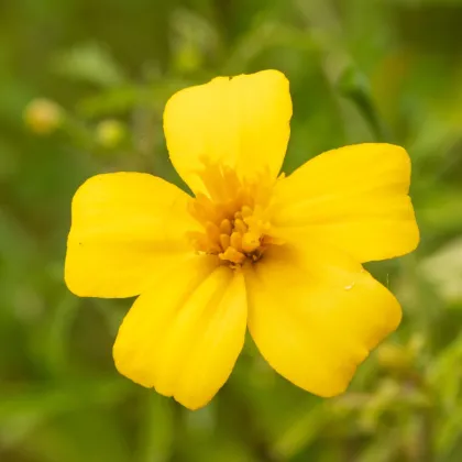 BIO Aksamitník tenkolistý Lemon Gem - Tagetes tenuifolia - prodej bio semen - 0,02 g