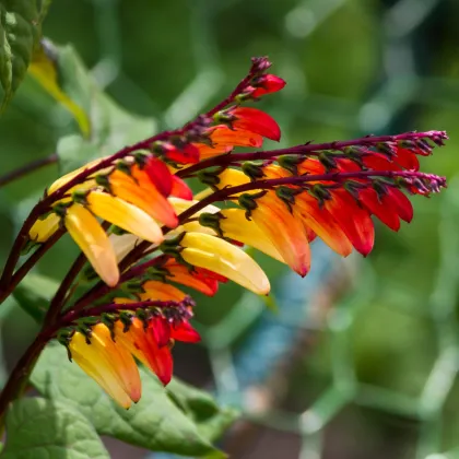 Povíjnice laločnatá Jungle Queen - Ipomoea lobata - prodej semen - 15 ks