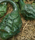 Tykev okrasná Dinosaurus - Cucurbita sicenaria - prodej semen - 6 ks
