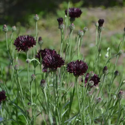 Chrpa černá - Centaurea cyanus - prodej semen - 50 ks