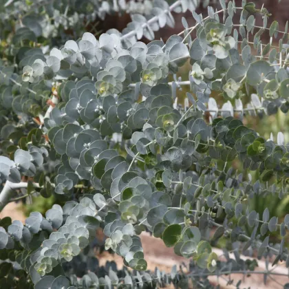 Eukalyptus Baby Blue - Blahovičník - Eukalyptus pulverulenta - prodej semen - 8 ks