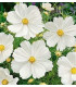 Krásenka zpeřená Bílá senzace - Cosmos bipinnatus - prodej semen - 40 ks