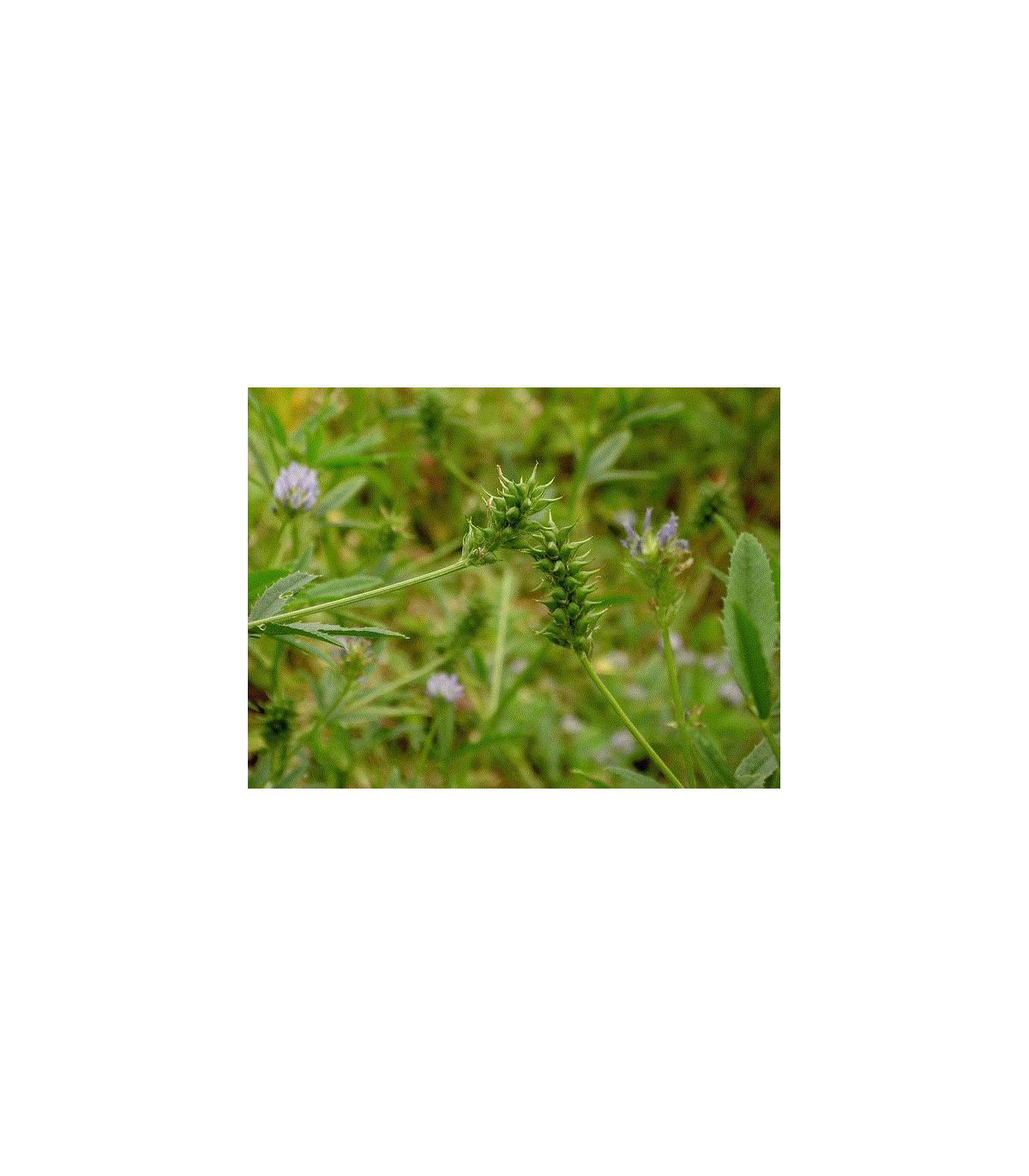 Pískavice modrá - Řecké seno - Trigonella caerulea - prodej semen - 1,5 gr