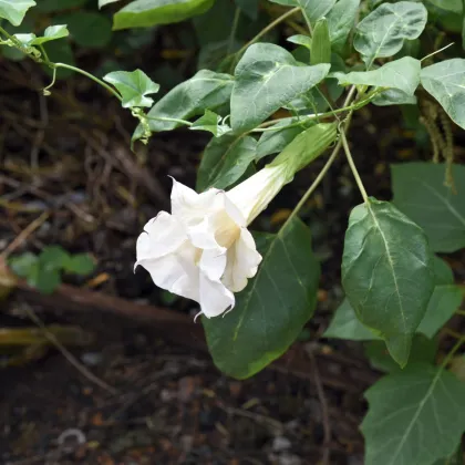 Durman metelový bílý - Datura metel alba - prodej semen - 5 ks