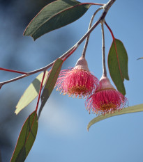 Eukalyptus caesia Magna - Blahovičník - Eucalyptus caesia - prodej semen - 10 ks