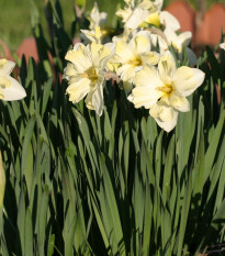 Narcis Cassata - Narcissus - prodej cibulovin - 3 ks