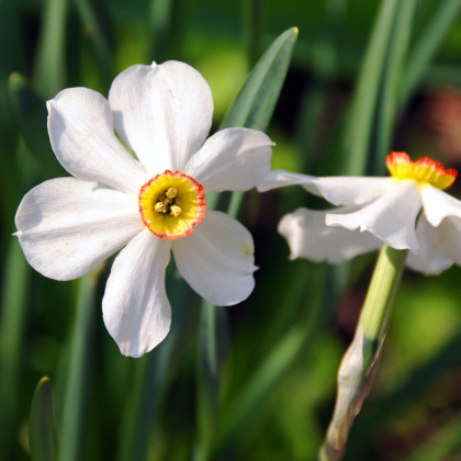 Narcis Dreamlight - Narcissus - prodej cibulovin - 3 ks