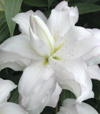 Lilie Lotus Beauty - Lilium - prodej cibulovin - 1 ks