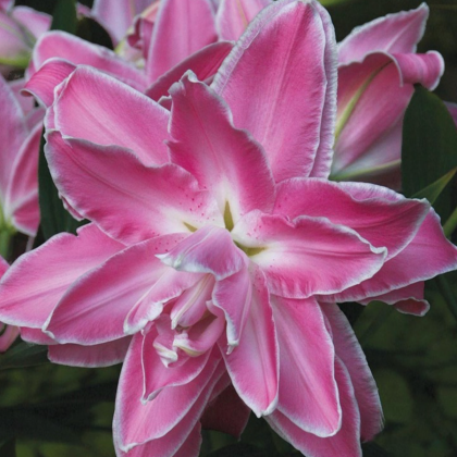Lilie Lotus Wonder - Lilium - prodej cibulovin - 1 ks