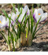 Krokus Blue Bird - Crocus chrysanthus - prodej cibulovin - 3 ks