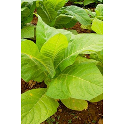 Tabák Burley - rostlina Nicotiana tabacum - semena tabáku - 20 ks