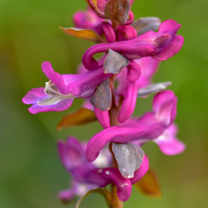 Dymnivka dutá - Corydalis cava - prodej cibulovin - 3 ks